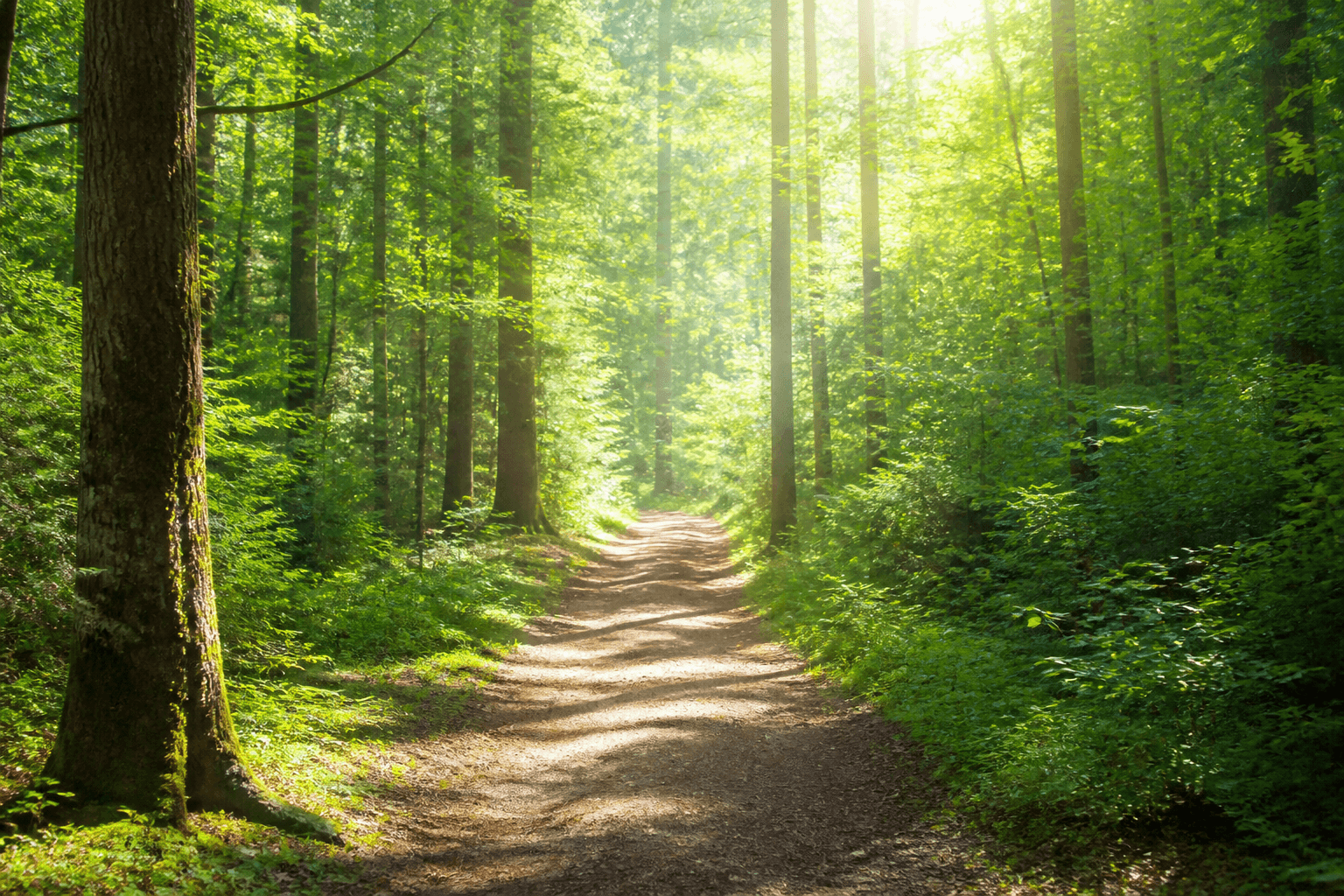 Sunlit forest path suggesting hopeful forward progress